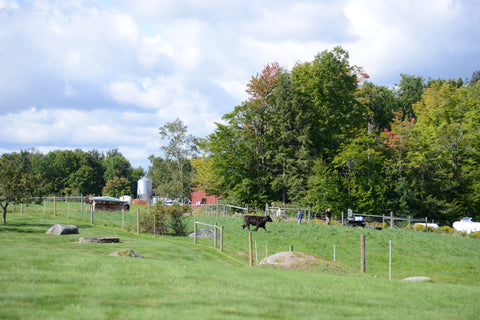 The Secret to Superior Marbling: Low-Stress Grazing at New England Wagyu